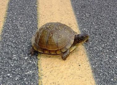 turtle on road